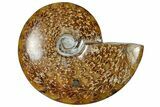 Polished Cretaceous Ammonite (Cleoniceras) Fossil - Madagascar #305938-1